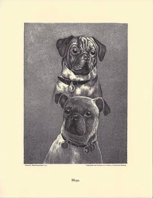 1890 Jean Bungartz Dog Art Head Study Print Reproduction PUG MOPS CARLIN CARLINO