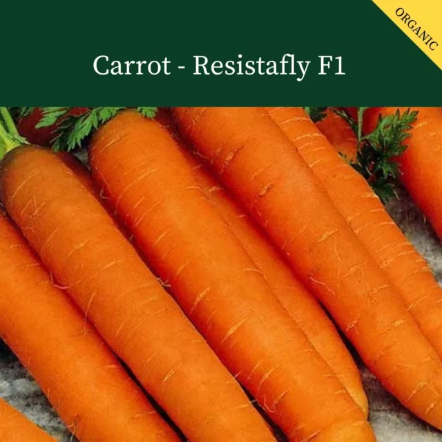 Carrot Resistafly F1   400 Seeds   Certified Organic