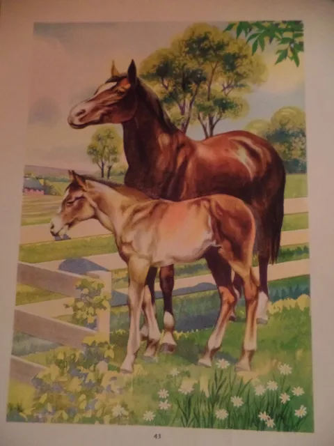 Horse Mare Foal Vintage Print 1939 Children's Book Illustration Victor Becker