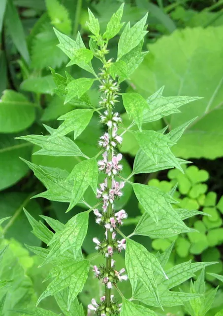 150 Leonurus cardiaca Seeds - Motherwort Seeds - Medicinal Herb - Beautiful