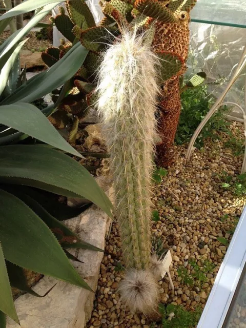 Cactus cierge. Oreocereus urmiriensis. H. 31/32 cm.