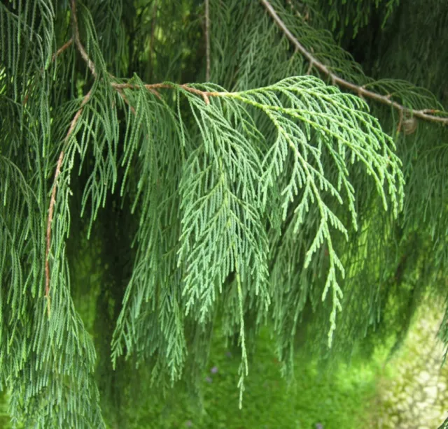 WEEPING KASHMIR CYPRESS Cupressus Himalaica Cashmiriana - 20 SEEDS. FREE S&H 3