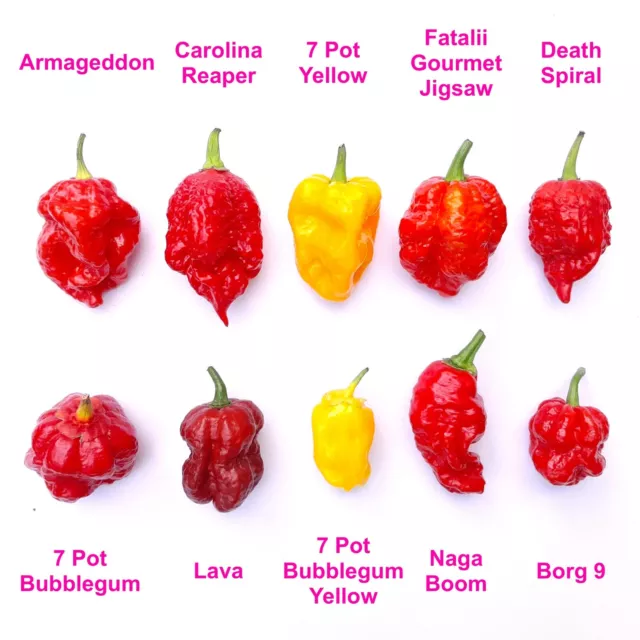 Worlds HOTTEST Chilli Seeds - 60 Chilli Seeds - 10 Varieties + Superhot Mix