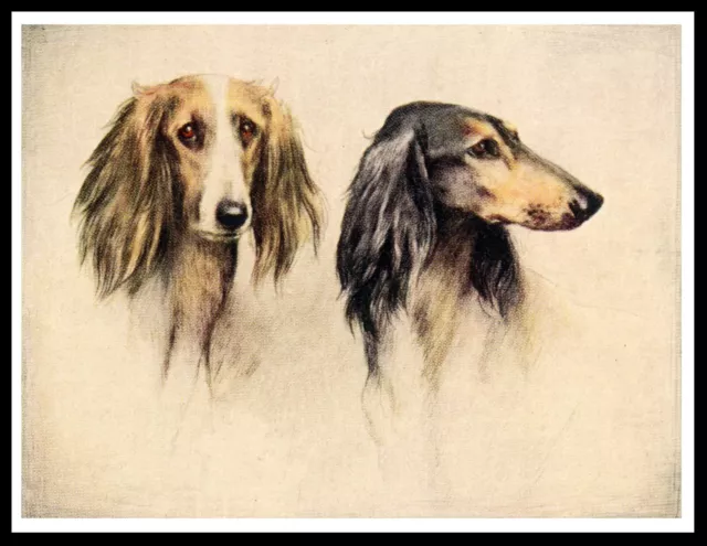 Saluki  Dogs Head Study Vintage Style Dog Art Print Poster