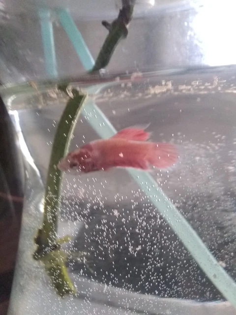 Male Betta Fish - White and Red