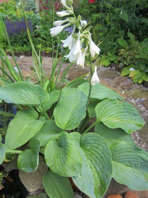 2× Hosta Sieboldiana Giant Blue Hosta + 1Hosta "Devon Green" Free Mature Plants 2