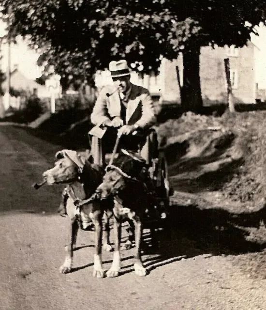 1940s Bull Dogs Tobacco Pipes In Mouth Hats Pulling Buggy Amateur Photo Quebec