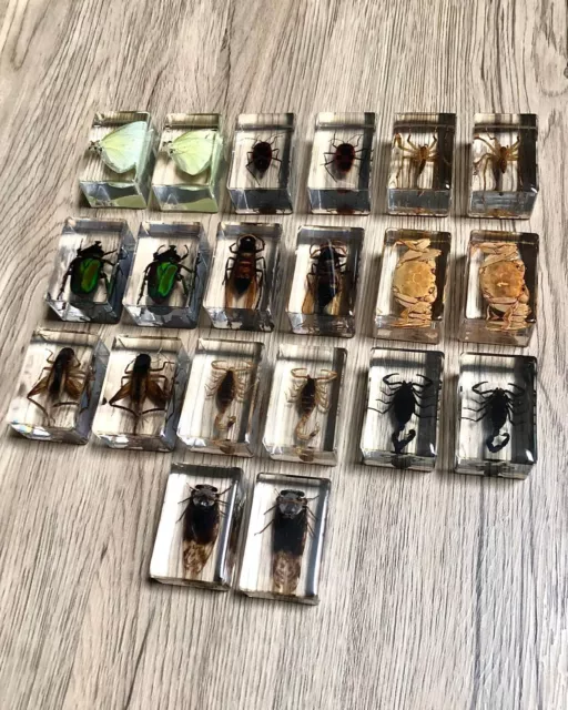 Small Real Bugs / Insects In Clear Acrylic Block Resin Paperweight Taxidermy