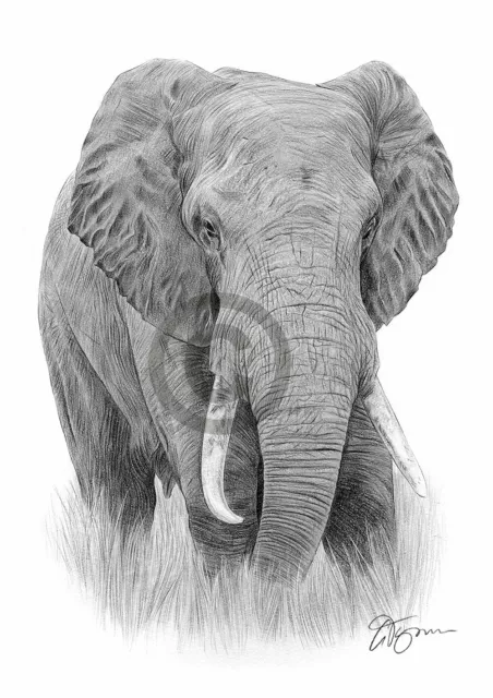 AFRICAN ELEPHANT artwork pencil drawing print A3 / A4 sizes signed art