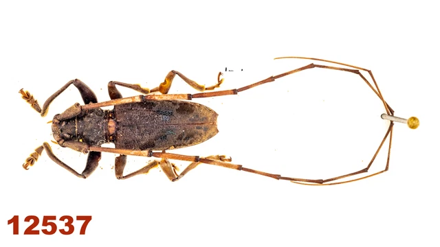 Cerambycidae: Acalolepta sp.  A1, 17 mm, Mounted, 1 pc