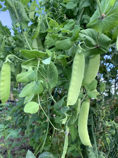 SNOW PEA Yukomo Giant 30 Seeds HERITAGE Heirloom QLD Climatized On Regen Farm