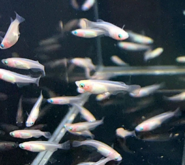 15+ Eggs PEARL GALAXY Japanese Rice Fish Medaka Oryzias Latipes Killifish