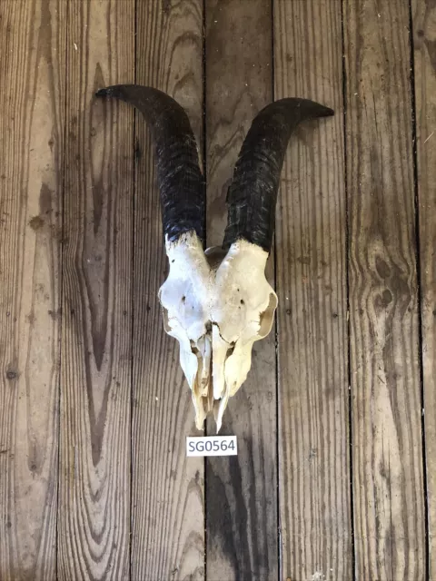 Hill country goat skull outdoors rustic authentic horn European  decor SG0564