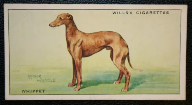 WHIPPET   Vintage 1930's Coloured Card  CD16M