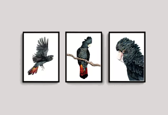 Watercolour Red Tailed Black Cockatoo Print Set - Native Australian Birds