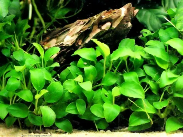 Cryptocoryne + anubia assortiment de 4 touffe plante aquarium très résistantes   2