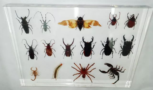 15 Scorpion Centipede Cicada Beetle Spider Collection Set Teaching Kit BM1