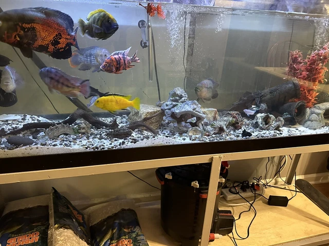 125 gallon fish tank Complete Setup W/ Fish