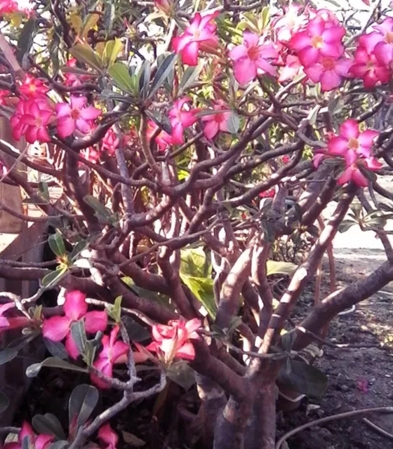 Giglio Rosa Adenium Obesum Desert Rosa Impala Finta Azalea FruttaTropicale