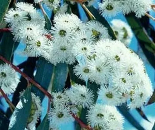 SAMEN Schnee-Eukalyptus / Schneegummibaum / winterhart Duft kugelförmige Blüten