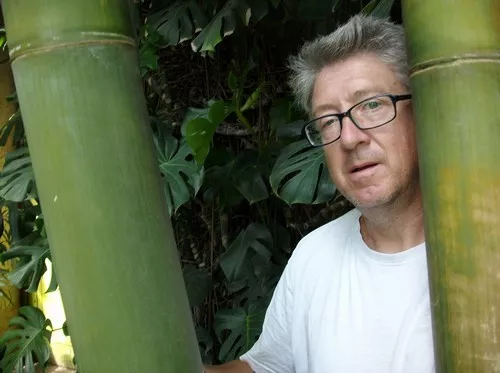SAMEN kann über 20 m hoch werden winterharter Riesenbambus riesiger Bambus toll