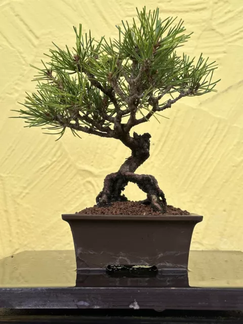 Joe Bonsai Rot Kiefer Shohin Pinus Densiflora 40 Jahre Schale Pine Pino Pinus