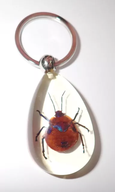 Insect Key Ring Flower Bug Specimen SK09 Amber Clear 1 Piece Lot