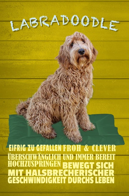 Labradoodle Warnschild "Freilaufender Hund" 20x14cm - Alu Verbundplatte
