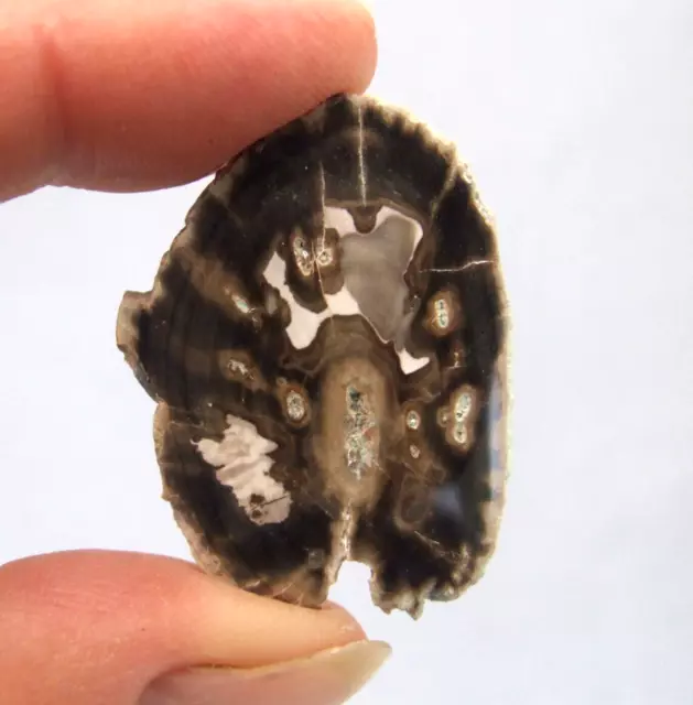 Fossil Petrified Wood Slice Madagascar Polished 3.5cm x 2.5cm 8g