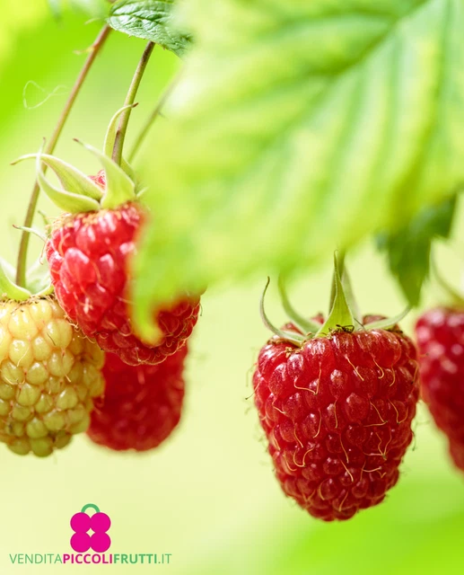 La Coltivazione Delle Fragole: Nell'orto O In Vaso - Foto 5