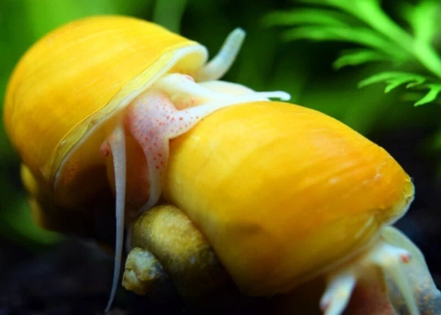 5x Inca Gold Snail (1.5-2") Live Fish 2Day Fedex shipping