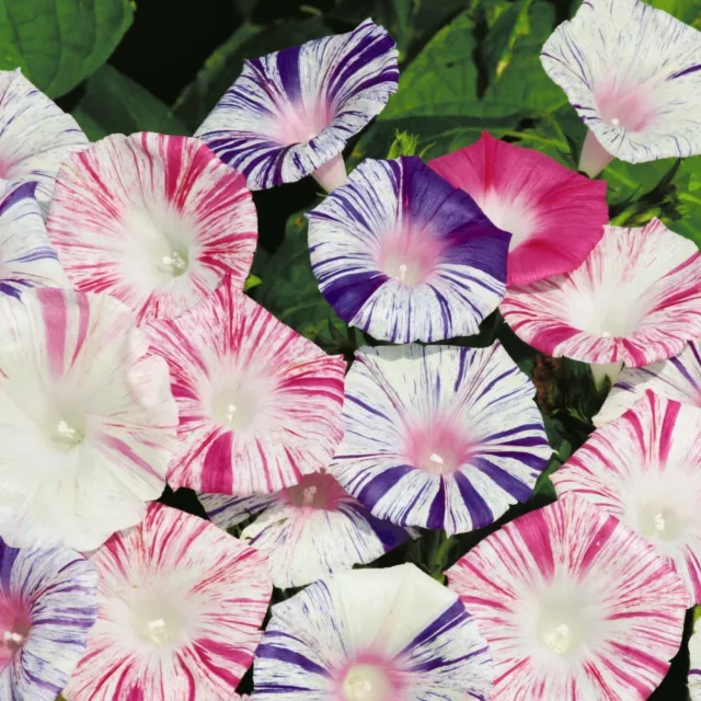 T&M Morning Glory Carnevale di Venezia Flowers (Approx 35 Seeds) 1x Seed Packet