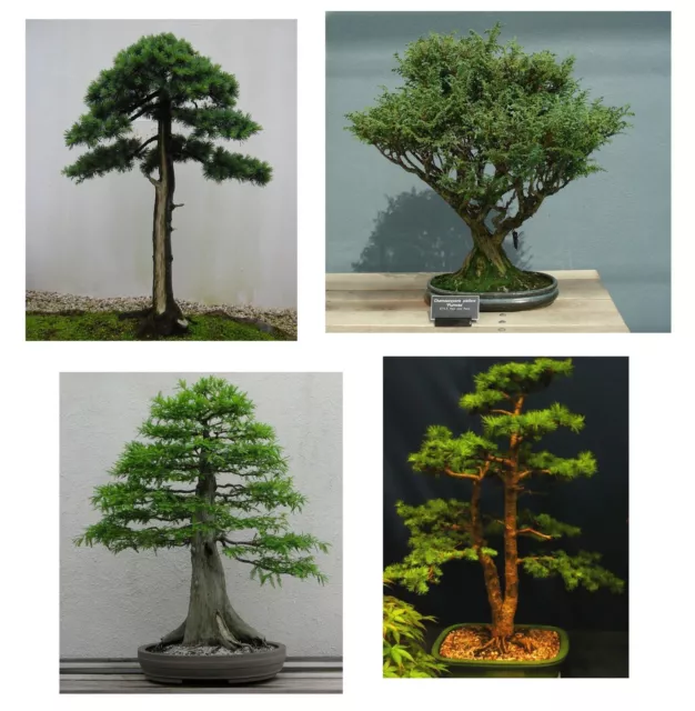 SAMEN Bonsai Baum SET aus 4 Sorten Pinow Zeder Zypresse Konifere frostharte Art