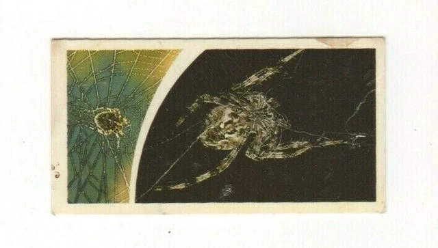 Brooke Bond Microscopic Images 1981 Spider