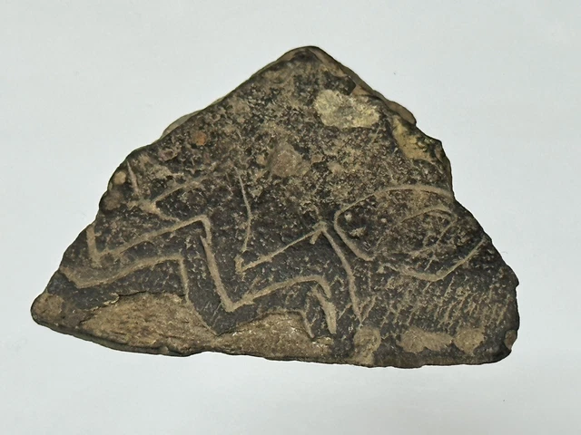 Rare Engraved Cannel Coal Pendant / Gorget Section Found In Tennessee
