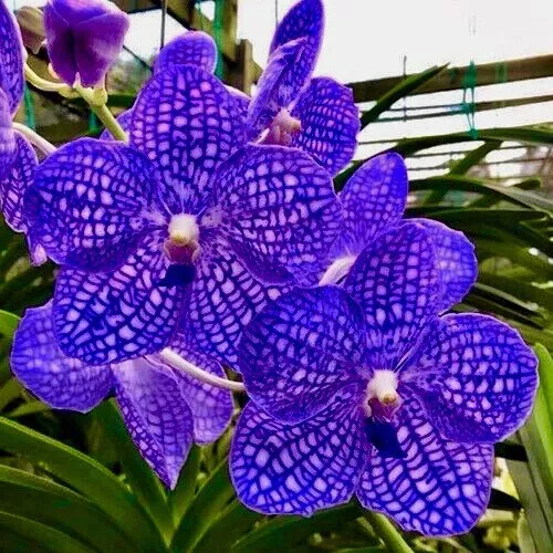 VANDA PERFECT BLEU Hybride New Blühfähige Plant Orchidée Orchidées EUR  42,07 - PicClick FR