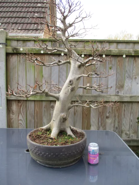 Very Large European Beech Bonsai in a Mica Drum Pot