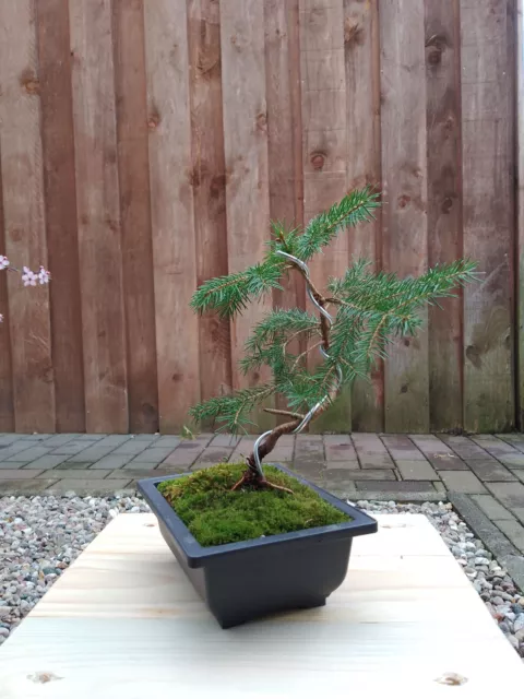 Bonsai, Rotfichte, Picea abis, Yamadori, ca. 20 cm, Shohin, mit Schale