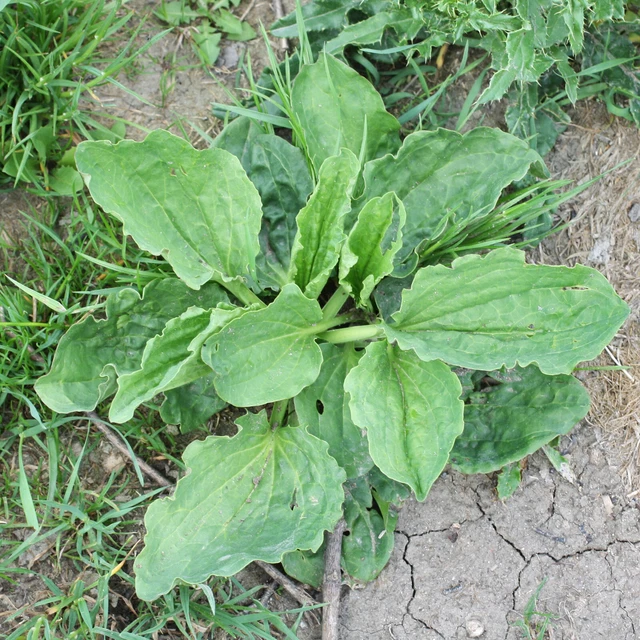 VARIEGATED PLANTAIN ~PLANTAGO major 'variegata'~ Green & White Marbled  Foliage $5.75 - PicClick
