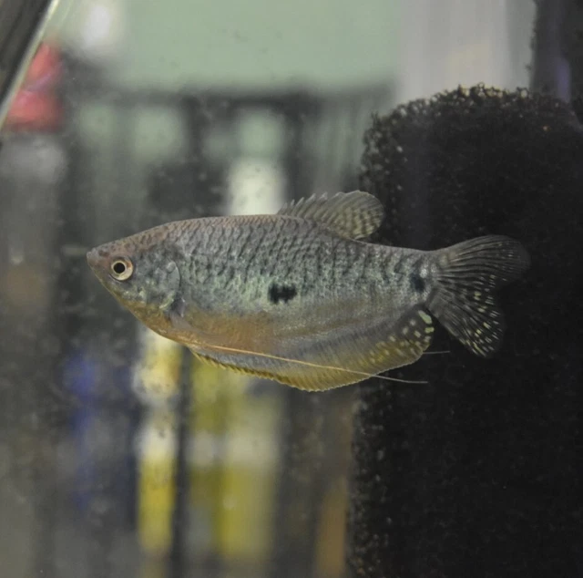 Live Blue Three Spot Gourami (Pack of 2 Freshwater Aquarium Fish) PLS READ DESCR