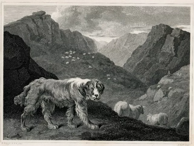 C.1820 Shepherd Dog Sheep Engraving By John Scott, Artist Philip Reinagle London