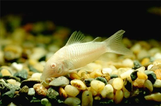 5+1 Albino Corydoras (Medium Size) Live Fish 2Day Fedex Shipping