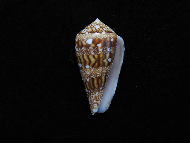 MEERESMUSCHEL CONUS DALLI 41,1 mm ID#7561 EUR 44,26 - PicClick DE