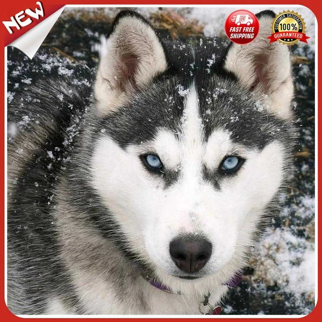 Zum Selbermachen Vollbohrer 5D Winter Wolf Diamant Malerei Stickerei Kreuzstich Kits A&K
