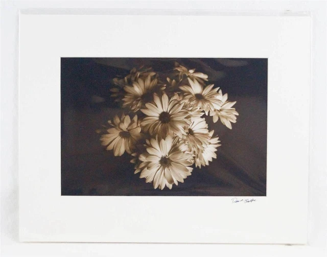 Sepia Fotografía Fino Arte Margaritas 11x14