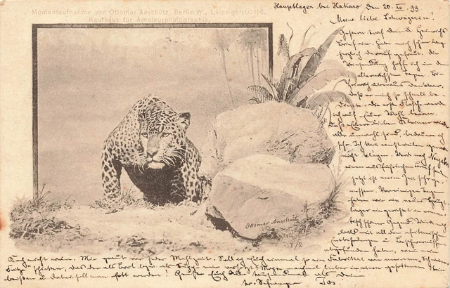 AK Deutsch-Ostafrika DOA Leopard   gelaufen Tanga  1899