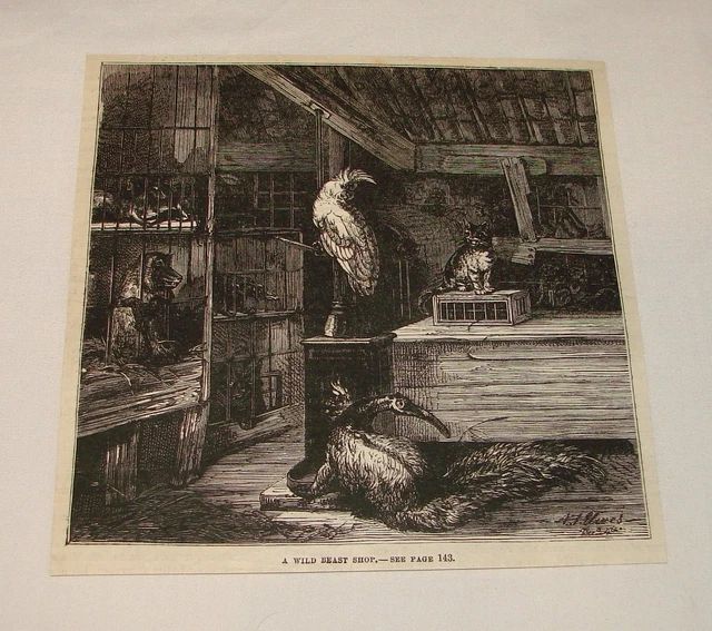 1880 Rivista Incisione ~Un Wild Beast da Negozio