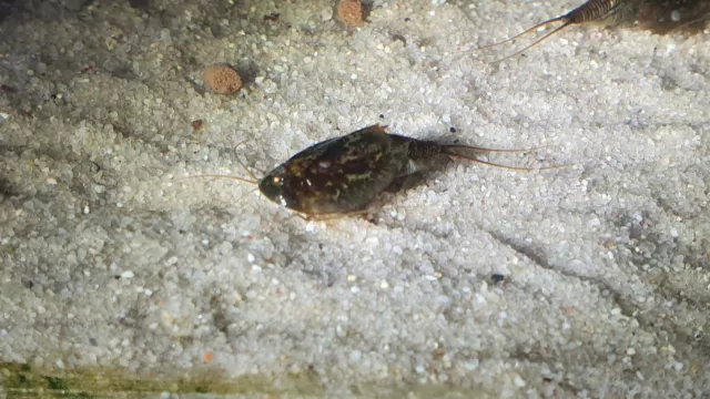 Triops Cancriformis Simplex LB Avec Env. 50 Oeufs Inclus Nourriture