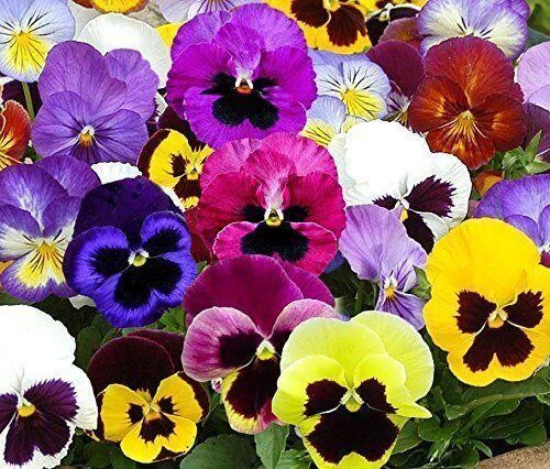 1000+ Pansy Seeds- Swiss Giants Mix Flower Seeds Bulk Hardy Annual by Ohio He...