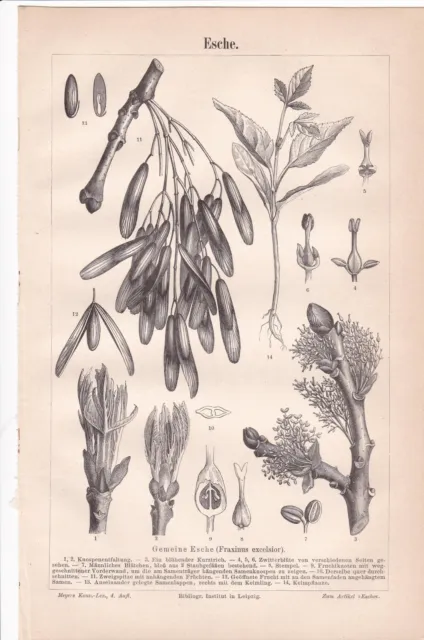"Gemeine Esche (Fraxinus excelsior), Original-Holzstich"""""""""